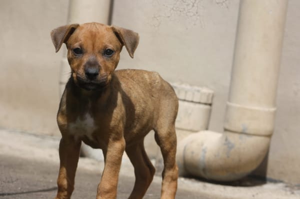 VERA, chiot femelle Berger Créole