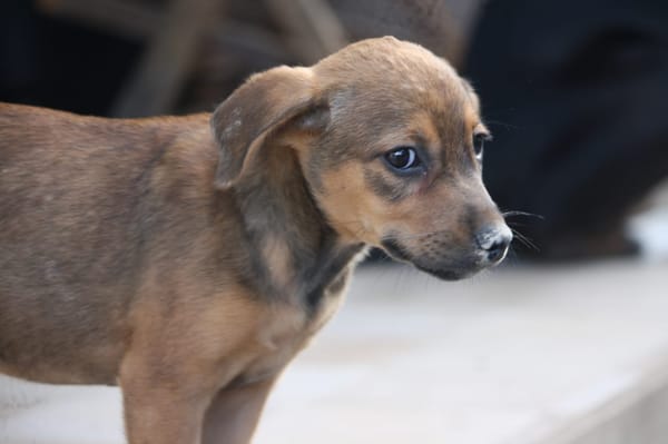 VERA, chiot femelle Berger Créole