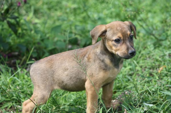 VERA, chiot femelle Berger Créole