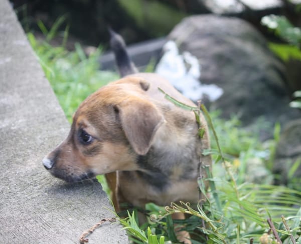 VERA, chiot femelle Berger Créole