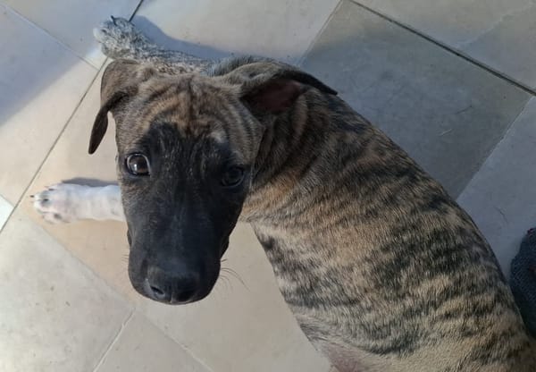 ZEUS, chiot berger créole mâle