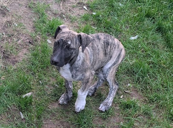 ZEUS, chiot berger créole mâle