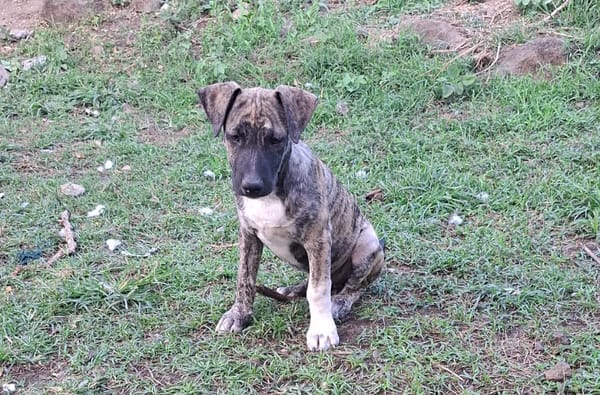 ZEUS, chiot berger créole mâle