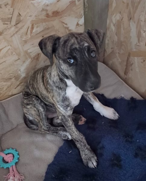 ZEUS, chiot berger créole mâle