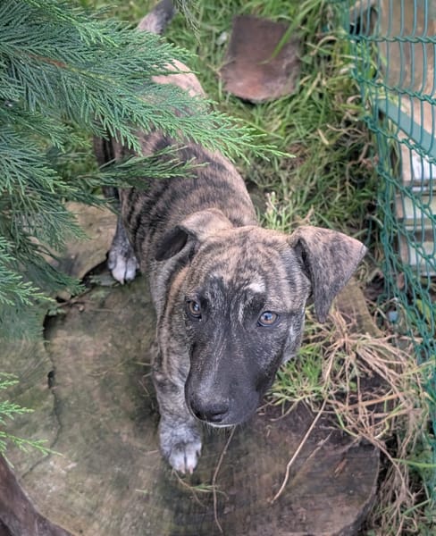 ZEUS, chiot berger créole mâle
