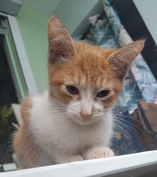 INDRA, chaton femelle européen