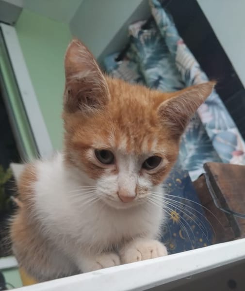 INDRA, chaton femelle européen