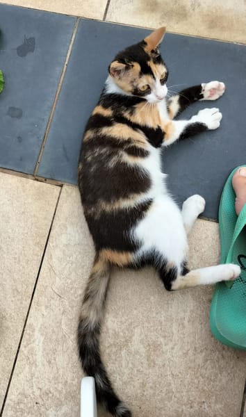 PRUNELLE, chat femelle européen junior