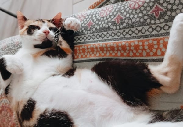 PRUNELLE, chat femelle européen junior