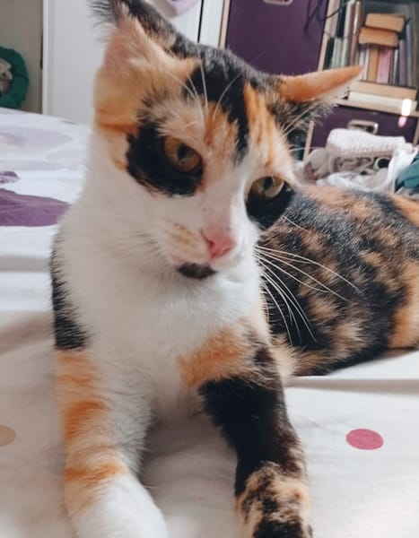 PRUNELLE, chat femelle européen junior