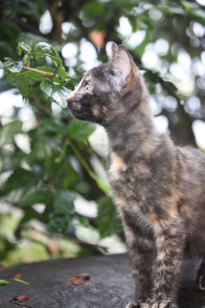 ARIEL, chaton femelle européen