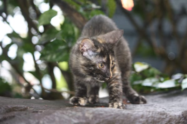 ARIEL, chaton femelle européen