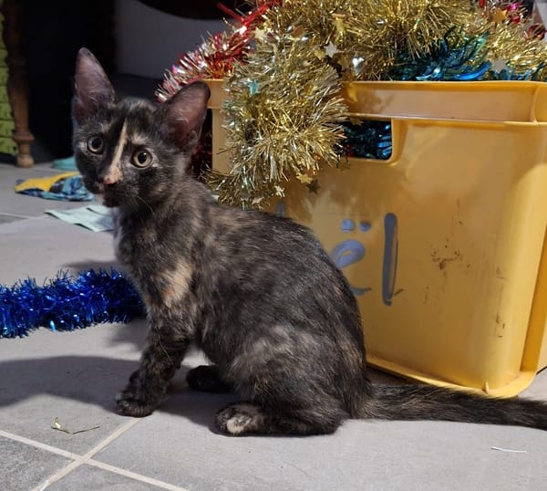 ARIEL, chaton femelle européen