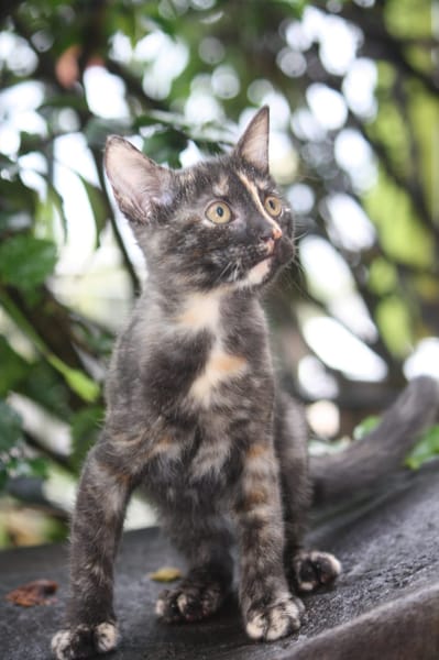 ARIEL, chaton femelle européen