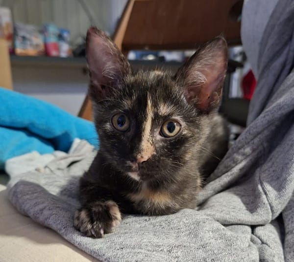 ARIEL, chaton femelle européen