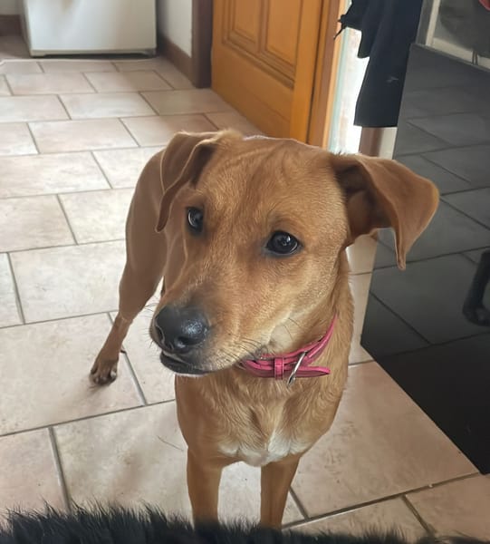 CHOUPY, Mâle berger créole junior