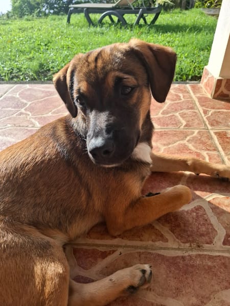 NAMEA, chiot Berger Créole femelle