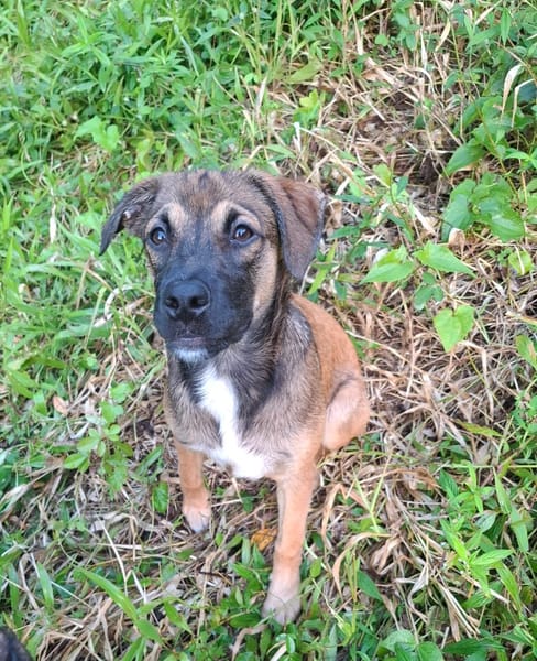 NAMEA, chiot Berger Créole femelle