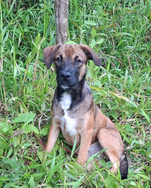 NAMEA, chiot Berger Créole femelle