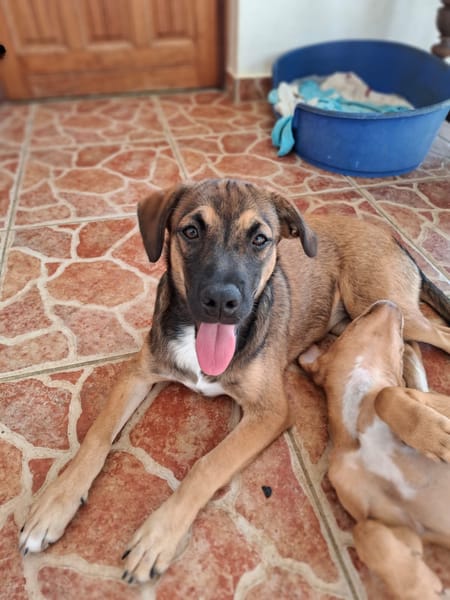 NAMEA, chiot Berger Créole femelle