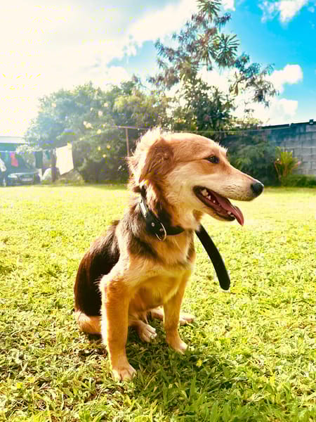 TAM, Femelle berger créole junior