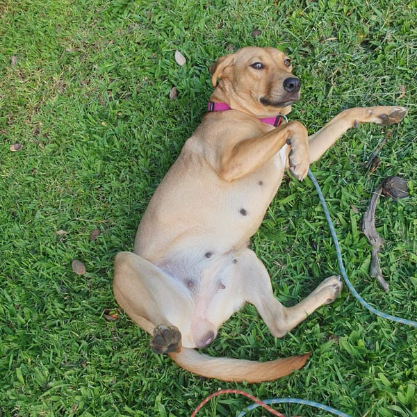 BULMA, Femelle junior Berger Créole