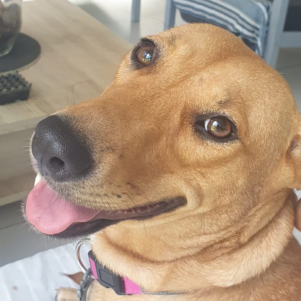 BULMA, Femelle junior Berger Créole