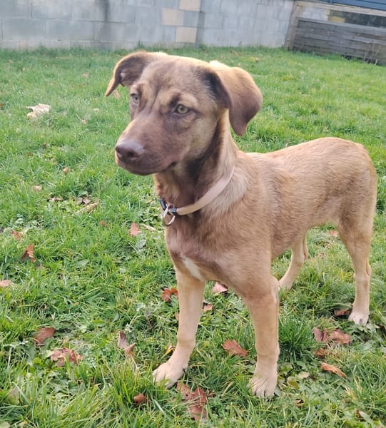 LUNE, chiot Femelle Berger Créole