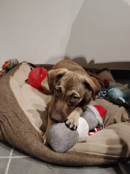 LUNE, chiot Femelle Berger Créole