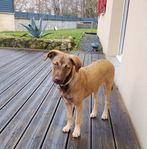 LUNE, chiot Femelle Berger Créole