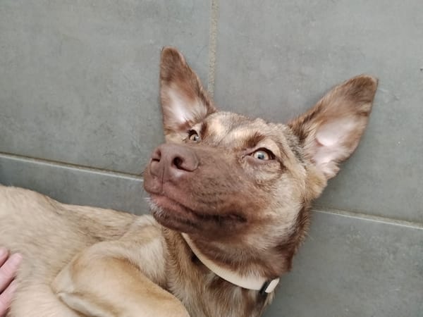 LUNE, chiot Femelle Berger Créole