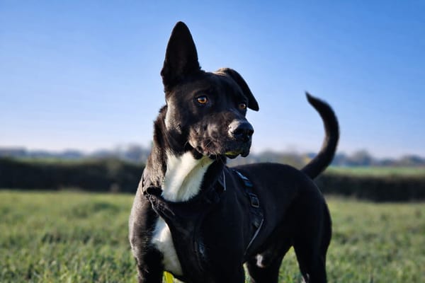 TILOUP Croisé Labrador