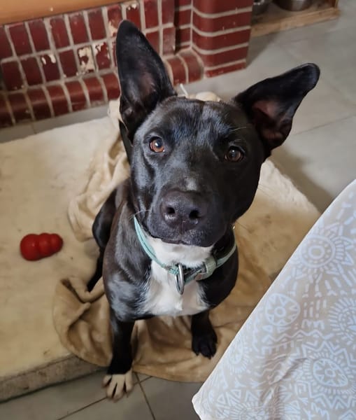 TILOUP Croisé Labrador