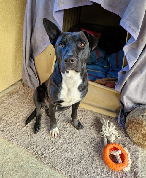TILOUP Croisé Labrador
