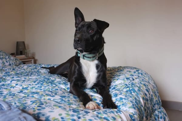 TILOUP Croisé Labrador