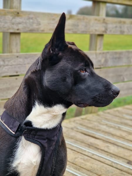 TILOUP Croisé Labrador