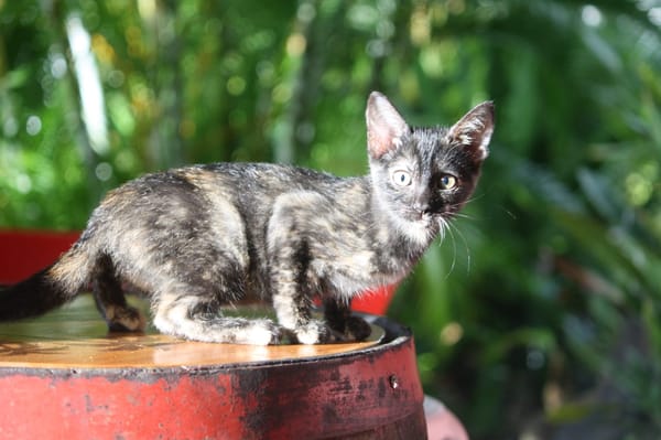 ASTRID, chaton femelle européen