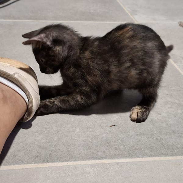 ASTRID, chaton femelle européen