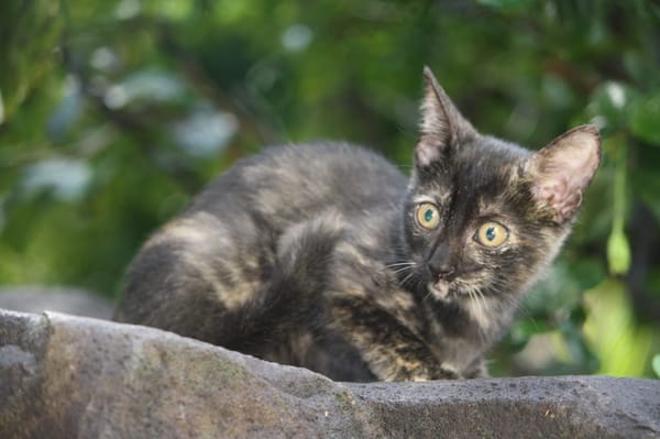 ASTRID, chaton femelle européen