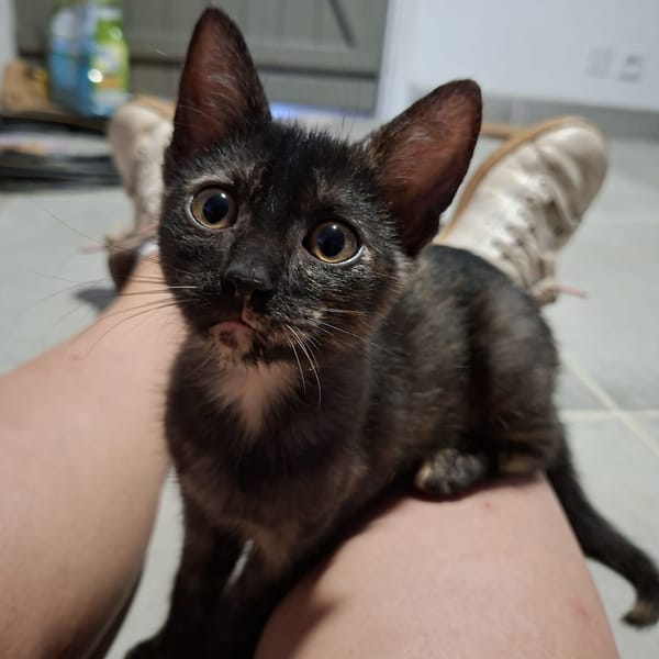 ASTRID, chaton femelle européen