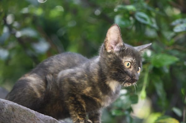ASTRID, chaton femelle européen