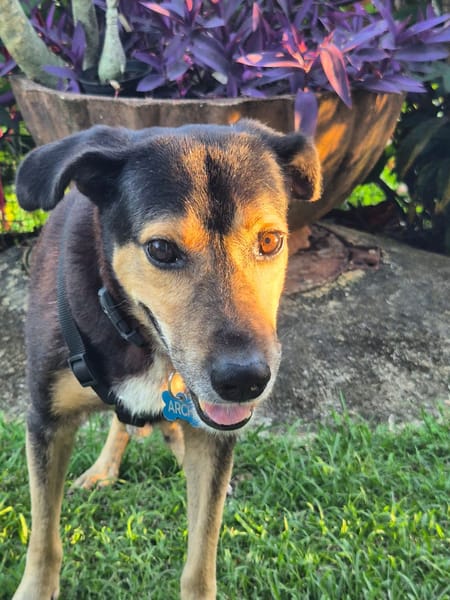 BOLT,  Chien adulte Berger Créole