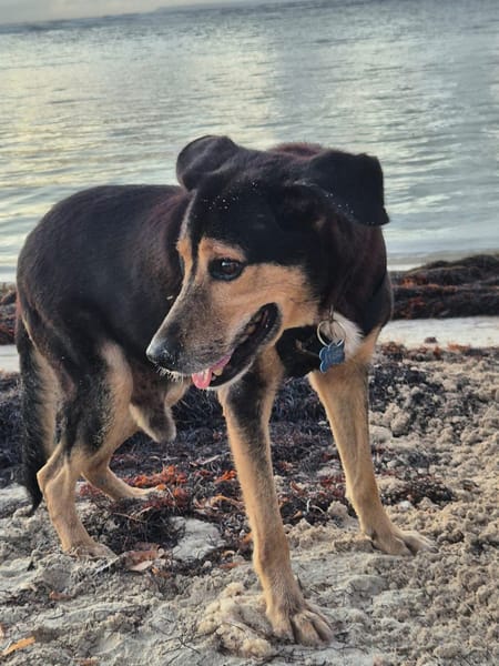 BOLT,  Chien adulte Berger Créole