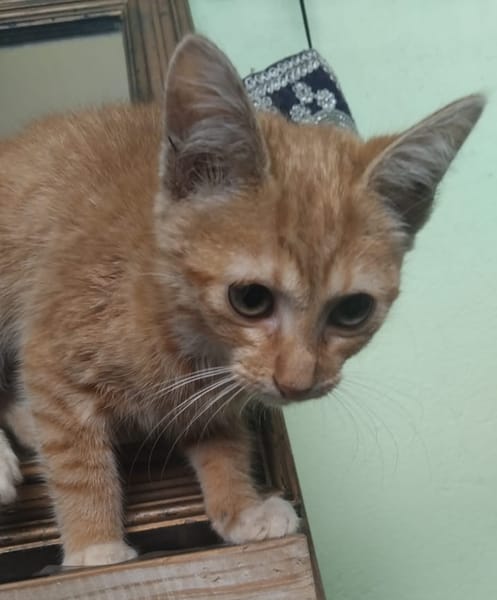 TARA, chaton femelle européen