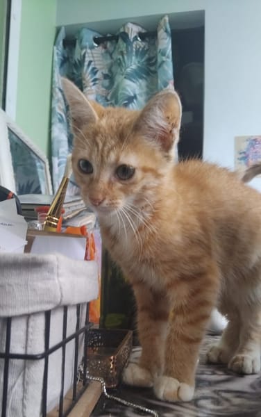 TARA, chaton femelle européen