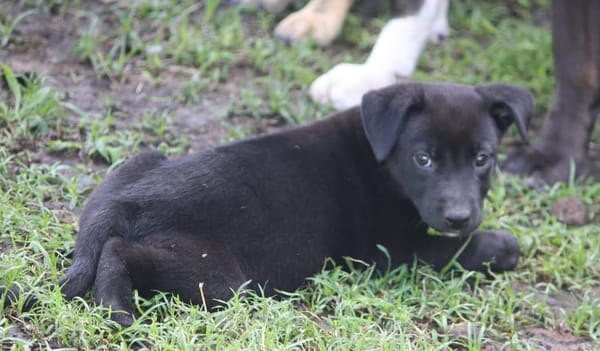 CHIARA, Femelle Croisée Labrador