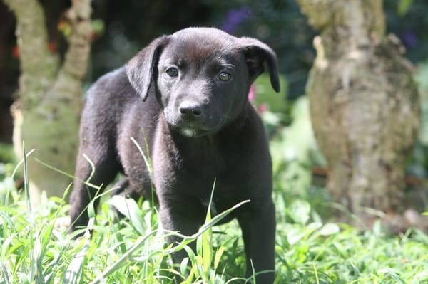 CHIARA, Femelle Croisée Labrador
