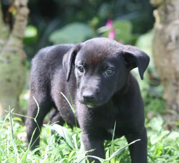 CHIARA, Femelle Croisée Labrador