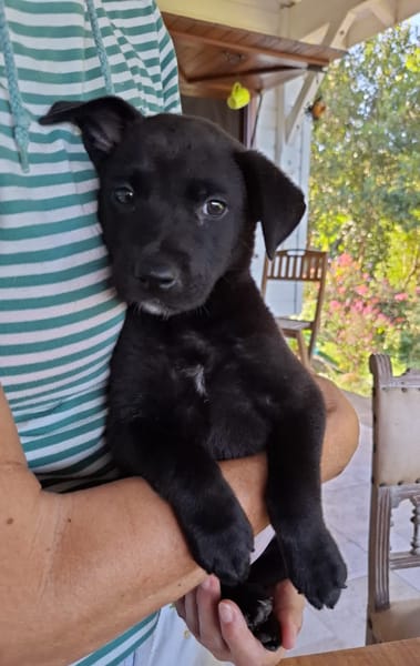 CHIARA, Femelle Croisée Labrador