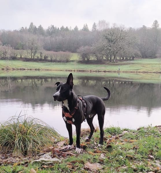 JEÏKO Mâle Berger créole junior